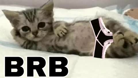 miko3 online show from February 3, 2026, 10:37 pm