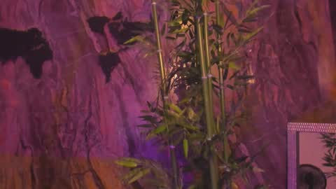 ALAHIA online show from January 12, 2026, 5:18 pm