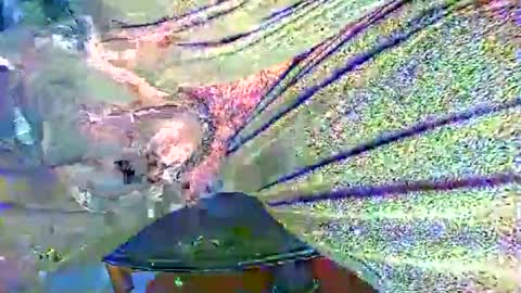 Snapshot of alexhot4her chatting on October 27, 2025, 11:20 pm Alex online show from October 27, 2025, 11:20 pm