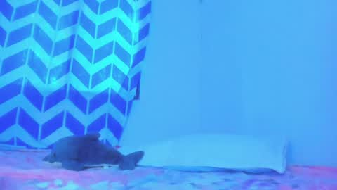 Snapshot of alice_lacroux chatting on January 20, 2025, 10:04 pm Alice online show from January 20, 2025, 10:04 pm