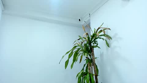 Alice online show from October 24, 2025, 7:43 pm