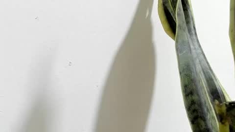 Snapshot of anapakerman chatting on February 16, 2025, 2:20 am Ana Pakerman online show from February 16, 2025, 2:20 am