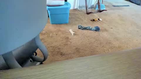 armalite16 online show from October 12, 2025, 1:32 pm