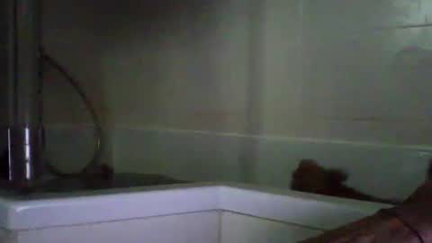 bibipheuck online show from April 21, 2026, 10:10 am