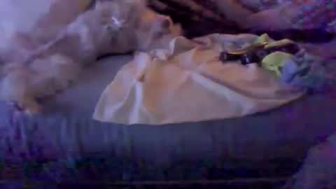 BB online show from February 8, 2026, 3:10 am