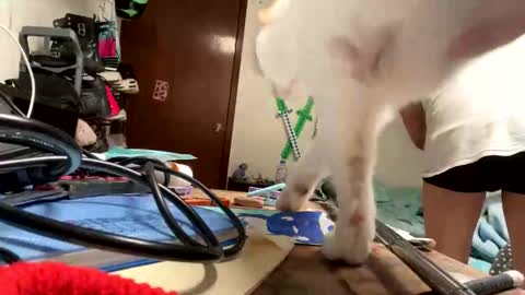 Snapshot of bisexmangenx chatting on November 9, 2025, 8:07 pm Manu O online show from November 9, 2025, 8:07 pm