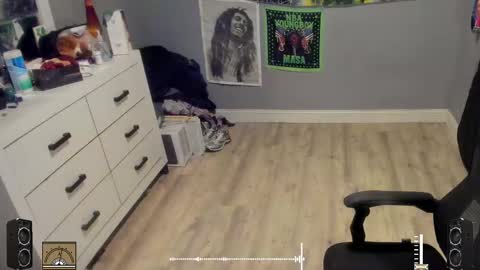 Plant Base Streamers From Pennsylvania online show from October 17, 2025, 11:29 pm