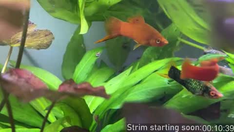 Booker Baxton online show from October 28, 2025, 2:59 am