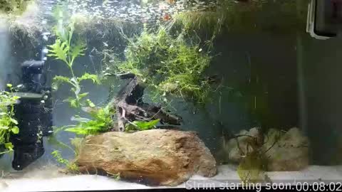 Booker Baxton online show from November 12, 2025, 4:02 am