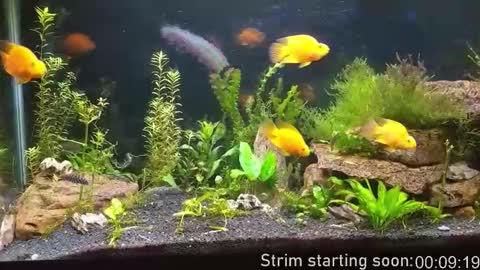 Booker Baxton online show from November 15, 2025, 3:59 am