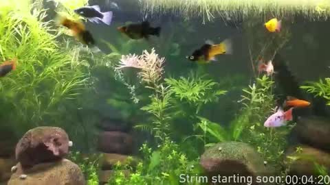 Booker Baxton online show from February 4, 2026, 4:07 am