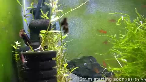 Booker Baxton online show from April 3, 2026, 3:04 am