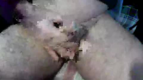 Snapshot of bossram160 chatting on October 9, 2025, 9:18 am bossram160 online show from October 9, 2025, 9:18 am