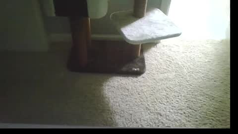 Snapshot of cammyman6900 chatting on September 21, 2025, 4:47 am cammyman6900 online show from September 21, 2025, 4:47 am