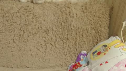 say meow and send tip  online show from December 26, 2024, 3:42 pm