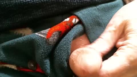 BI SMOOTH MATURE  SUB online show from January 29, 2025, 2:10 pm