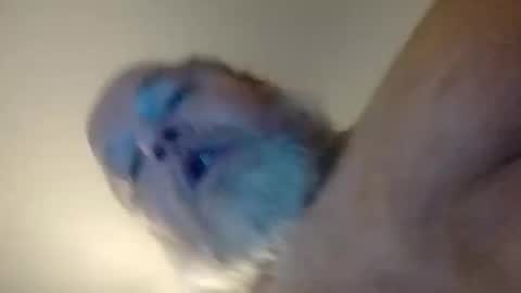 Snapshot of daddyshome4115 chatting on December 20, 2025, 6:42 am Daddyshome4115 online show from December 20, 2025, 6:42 am