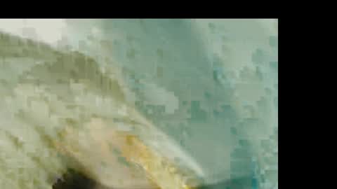 dandeb online show from January 19, 2026, 1:26 pm