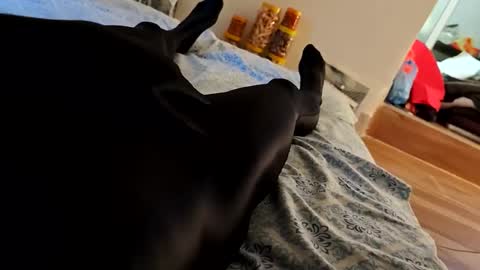 SpandexDiby online show from April 27, 2026, 10:24 am