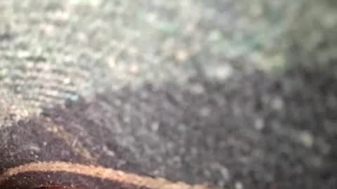 Snapshot of dino_7711 chatting on November 12, 2025, 1:39 am dyno online show from November 12, 2025, 1:39 am