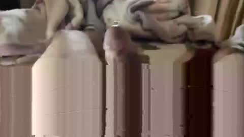 django_911 online show from January 3, 2025, 5:53 pm