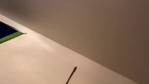 ducebabydee online show from January 19, 2026, 9:13 am