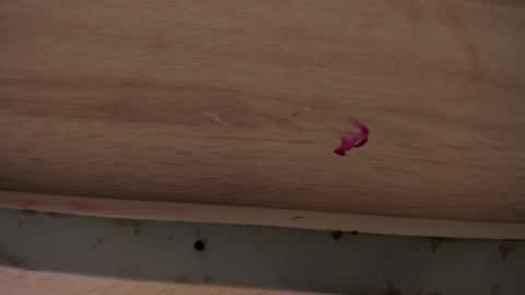 dylanroyce_ online show from April 1, 2026, 1:41 pm