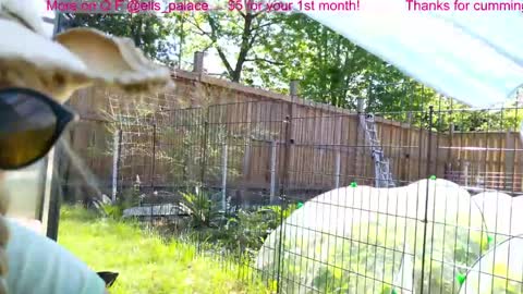 Snapshot of ells_palace chatting on June 3, 2026, 2:19 pm Ella Bella Bo Bella online show from June 3, 2026, 2:19 pm
