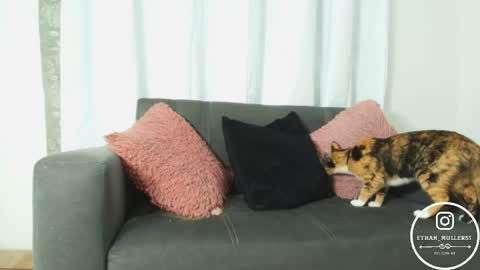 Ethan Muller online show from April 15, 2026, 10:55 am