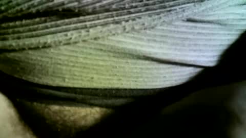 Snapshot of felicaste chatting on February 14, 2025, 9:24 am felicaste online show from February 14, 2025, 9:24 am