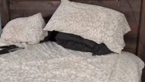 FloridaBearLive online show from February 22, 2025, 10:52 pm