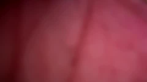 Snapshot of forbiddenalpha chatting on May 13, 2026, 11:44 pm ForbiddenAlpha online show from May 13, 2026, 11:44 pm