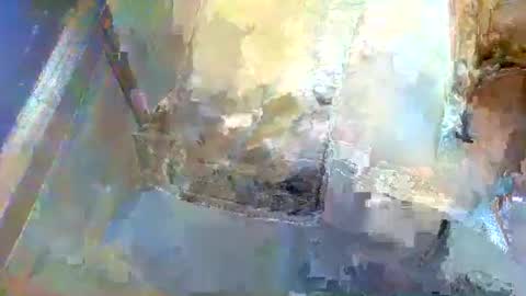 forest133 online show from January 5, 2025, 1:36 pm