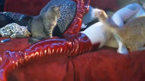 freakyspun101 online show from January 13, 2025, 9:52 am