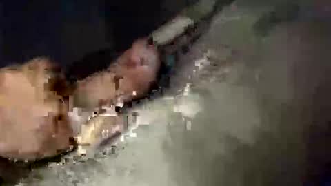 gifted2472 online show from October 12, 2025, 5:06 am