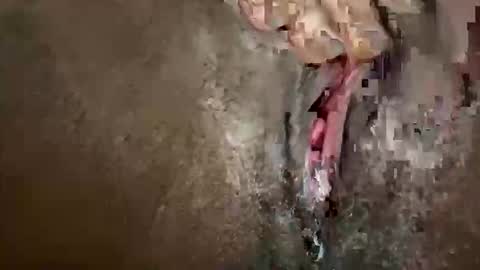 glazehoney online show from October 28, 2025, 3:25 pm