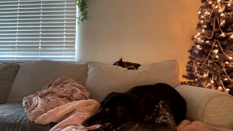 GoddessMayvn online show from December 12, 2024, 11:47 pm