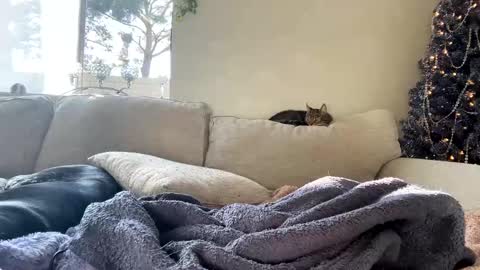 GoddessMayvn online show from January 7, 2025, 11:03 pm