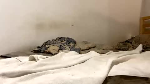 Goldmedal online show from January 15, 2026, 9:07 pm