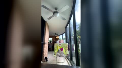 gracemeow online show from February 5, 2026, 6:40 am