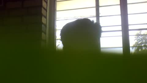 Grey Stud online show from January 4, 2025, 6:09 am