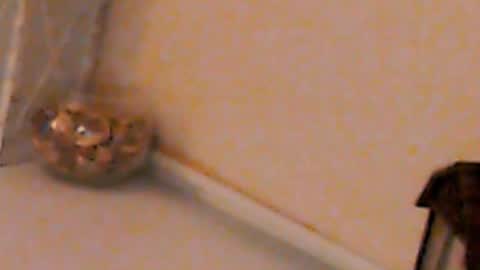 Heaven girl online show from February 4, 2025, 5:23 pm