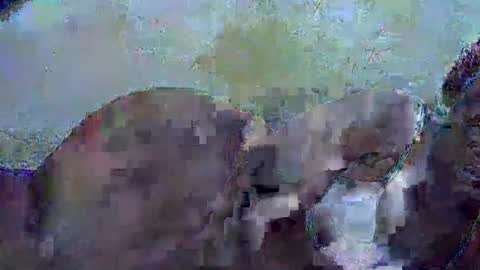 honey_sunshiny online show from February 3, 2026, 6:51 am