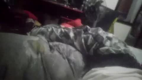 horsebrowm online show from January 1, 2025, 11:29 pm