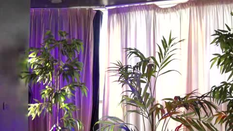 Anais online show from September 21, 2025, 6:15 am