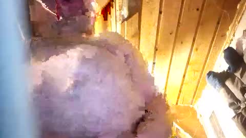 hung34u online show from January 8, 2026, 6:16 am