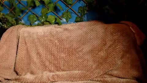 Snapshot of hustle6930 chatting on December 14, 2024, 4:45 am Kayla online show from December 14, 2024, 4:45 am