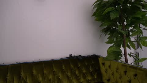 Danielle online show from January 11, 2025, 6:33 pm