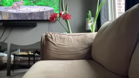 joshperrygoon online show from December 14, 2024, 4:31 pm