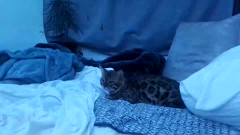 Snapshot of jwolf11851725 chatting on October 25, 2025, 8:22 am jwolf11851725 online show from October 25, 2025, 8:22 am